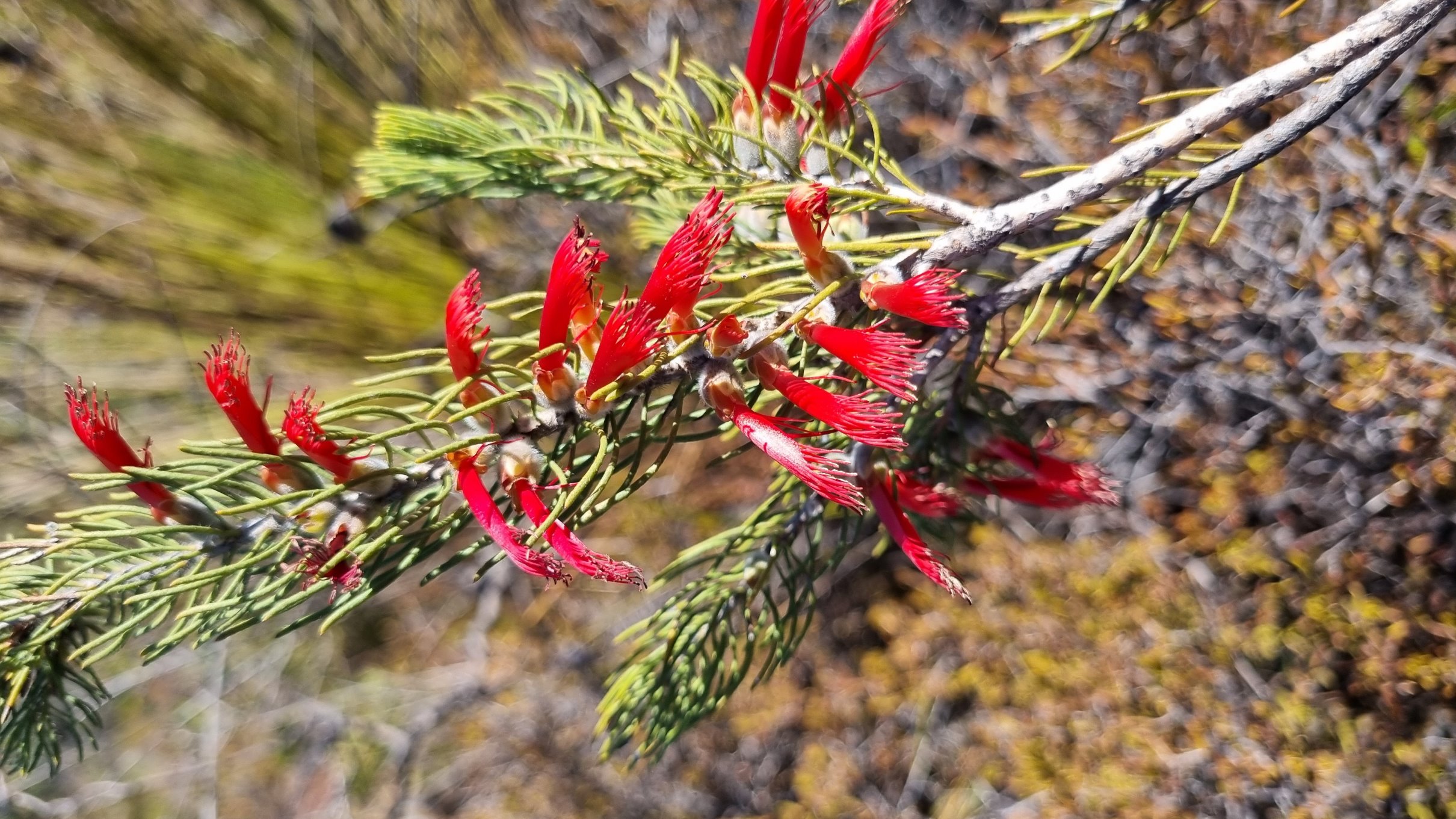 ?quadrifidus ?sanguineus